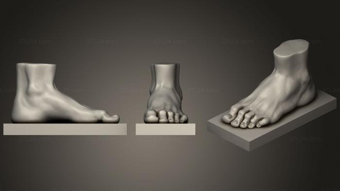 Anatomy of skeletons and skulls (Feet Anatomy, ANTM_1190) 3D models for cnc